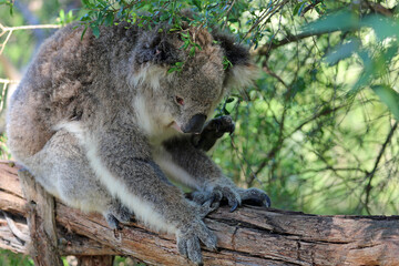 Fototapeta na wymiar Koala scratching - Phillip Island, Victoria, Australia