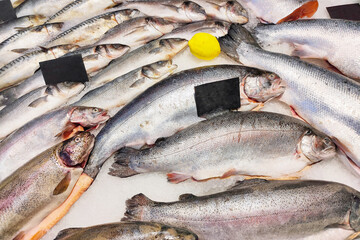 Fresh fish trout, sea bass for sale lies on ice in a store