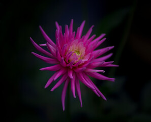 Obraz premium Close Up of a Pink Flower in Nature Garden