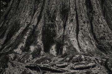 roots in the forest