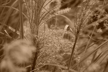 blooming five fingered grass