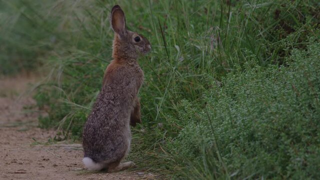 Jackrabbit Close Up on Hind Legs Eating Grass