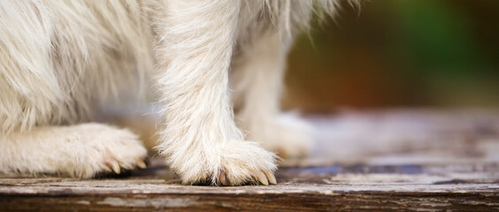 Feet, paw and nails of a small white furry dog as sitting on a bench. Pet care, grooming banner.