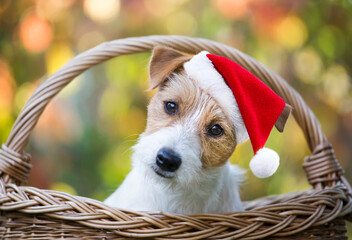 Happy cute christmas santa pet dog puppy smiling in a basket