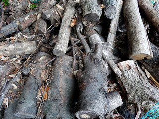 燃料用の間伐材