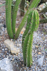 Cactus Detail