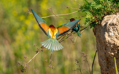 Żołna ptak Meropidae - obrazy, fototapety, plakaty
