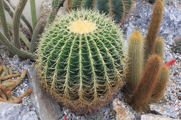 Golden Barrel Cactus