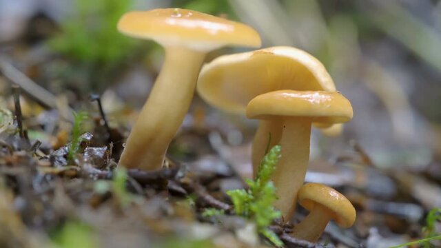 Two shiney brown mushroom on the forest ground