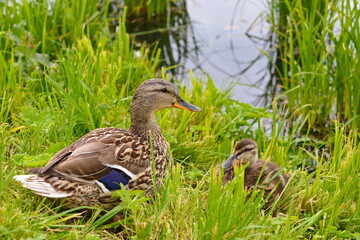 Mallard duck female, Anas platyrhynchos, with baby duckling in grass. Mother duck  with newly...