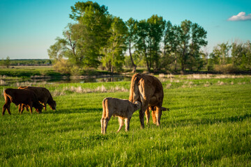 A calf sucks the breast of a cow's mother. Green Forest. Agriculture