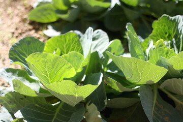 Cabbage growing in a garden. Selective focus.