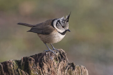 European Crested Tit (Lophophanes cristatus) in Sierra Morena (Spain)
