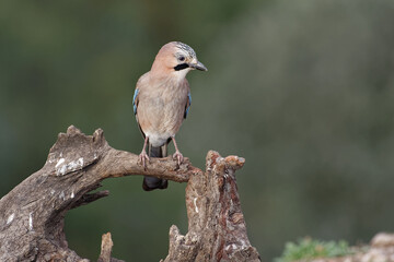 Fototapeta premium Eurasian Jay (Garrulus glandarius) in Sierra Morena (Spain)