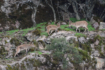 Iberian Ibex, Spanish Ibex, Spanish Wild Goat, or Iberian Wild Goat (Capra pyrenaica) in Sierra Morena (Spain)