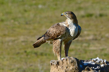 Bonelli's Eagle (Aquila fasciata) in Sierra Morena (Spain)