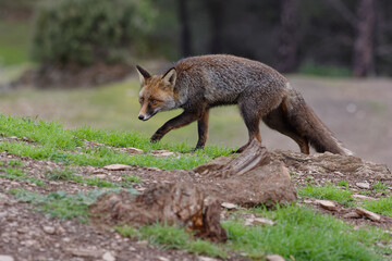 Naklejka na ściany i meble Red Fox (Vulpes vulpes) in Sierra Morena (Spain)