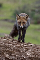 Naklejka na ściany i meble Red Fox (Vulpes vulpes) in Sierra Morena (Spain)