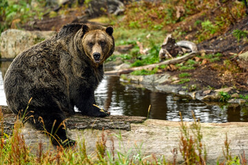 A male grizzly bear (Ursus arctos horribilis) sitting on tree trunk in the woods