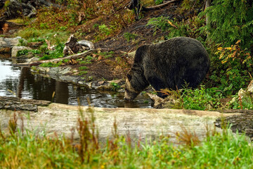 Fototapeta na wymiar A male grizzly bear (Ursus arctos horribilis) drinking from a lake in the woods