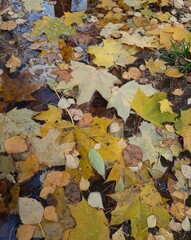 fallen autumn leaves
