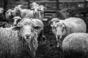 sheep and lambs