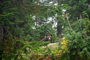 A male grizzly bear (Ursus arctos horribilis) in the woods