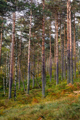Obraz premium forest in autumn