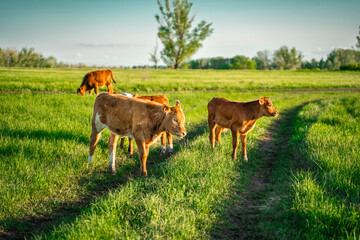 Brown calves graze in the meadow. Green Forest. Agriculture