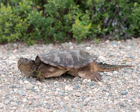 Snapping turtle photo. Snapping turtle close-up profile view sitting on gravel displaying turtle shell, head, eyes, nose, paws, with a foliage background  in its environment and habitat. Image. 