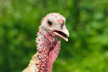 Wild Turkey close-up on a green background. Meleagris Gallopavo