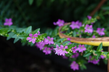 Obraz premium Small purple flowers in the garden