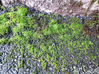 Close up texture of asphalt and wall covered with green moss.