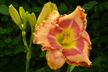 Close up of multicolored daylily blossom with peach petals, ruffled maroon and gold edges, bright...