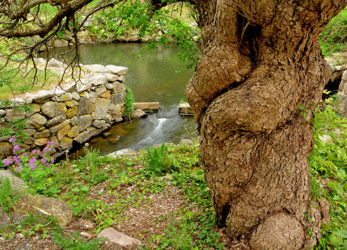 Popular historic site in Brewster village, Cape Cod, Massachusetts. Stone wall and Stony Brook framed by very old deformed and contorted tree.