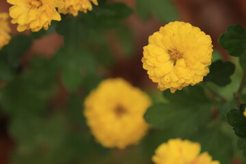 Yellow Chrysanthemum Flower in Focus with More Yellow Blooms in Soft Background