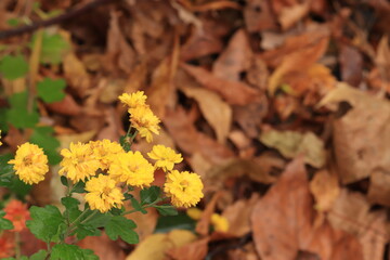 Yellow flowers on a background of autumn leaves