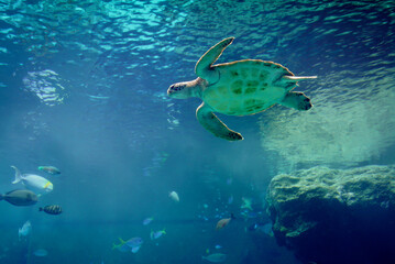 Fototapeta na wymiar Turtle swimming in the ocean in okinawa japan undersea travel diviing padi adventure luxury travel