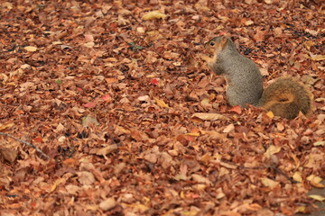 The squirrel sits among the fallen leaves