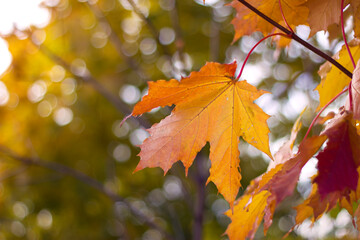 unfocused blurred autumn background with yellow maple leaves