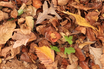 Fallen leaves lie on the ground