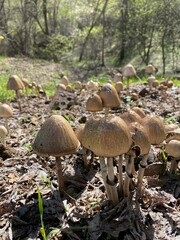 mushrooms in the forest