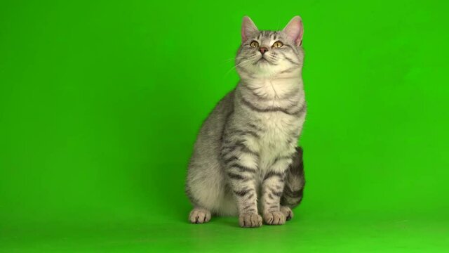 Tabby gray cat kitten playing green screen background.