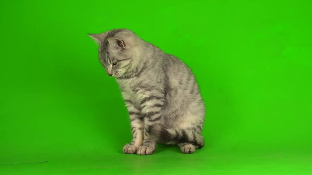 Tabby gray cat kitten playing green screen background.