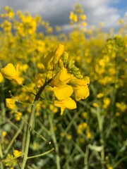 Obraz premium field of yellow flowers
