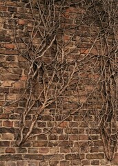 Tree Root On The Old Brick Wall 