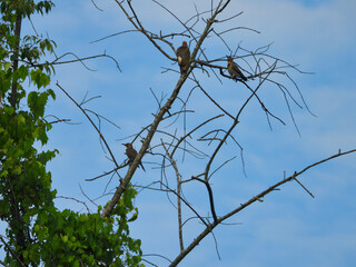 Family of Northern Flicker Woodpecker Birds Perched in a Tree with Bright Blue Sky with Clouds in Background