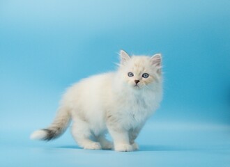 Fototapeta premium Kitten on a blue background