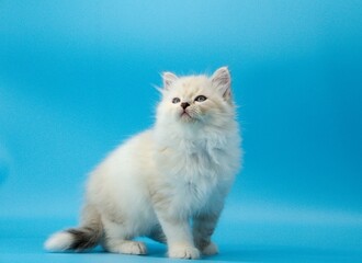 Kitten on a blue background