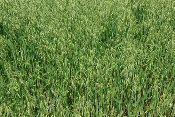 Oats growing in the field

